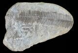 Pecopteris Fern Fossil (Pos/Neg) - Mazon Creek #70370-2